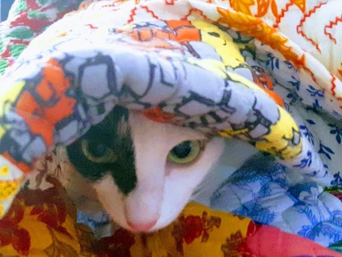 8 Interesting Facts About Cats As Pets