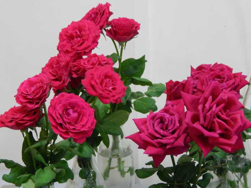 8 Of The Most Romantic Flowers And Their Significance - Munni Of All Trades