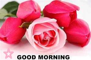 87+ Good Morning Rose Images Download With Love Quotes