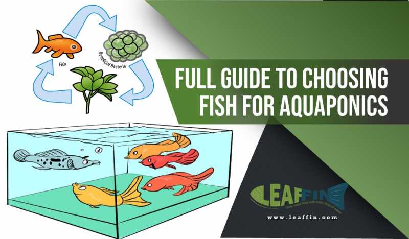 9 Important Things To Consider When Choosing Fish For Aquaponics - Leaffin