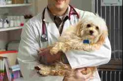 9 Signs That Your Dog Is In Need of a Vet
