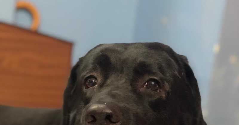 9 Things My Dog Taught Me About Life