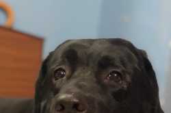 9 Things My Dog Taught Me About Life