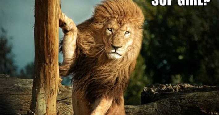 973. Five Similarities Between Me And A Lion