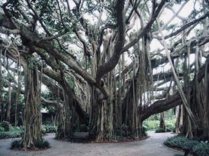 A Banyan Tree