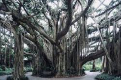 A Banyan Tree