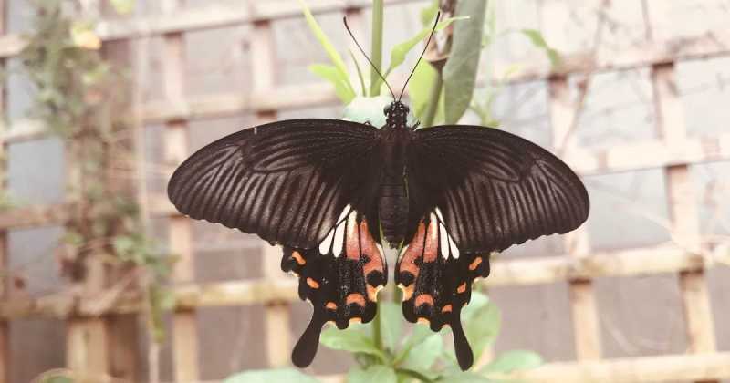 A Butterfly With A #Blindlist