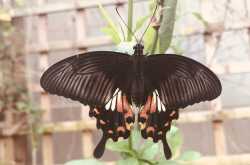 A Butterfly with a #Blindlist