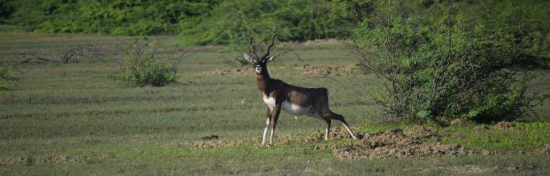 A Day At Muthupet Mangrove And Point Calimere Wildlife And Bird Sanctuary