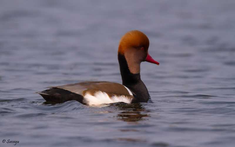 A Day Trip To Purbasthali - January 2016