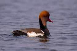 A Day Trip to Purbasthali - January 2016