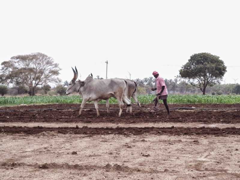 A Farmer Ploughing His Land With Oxen For Sowing Corn