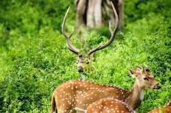 A Jungle Safari To Remember.......