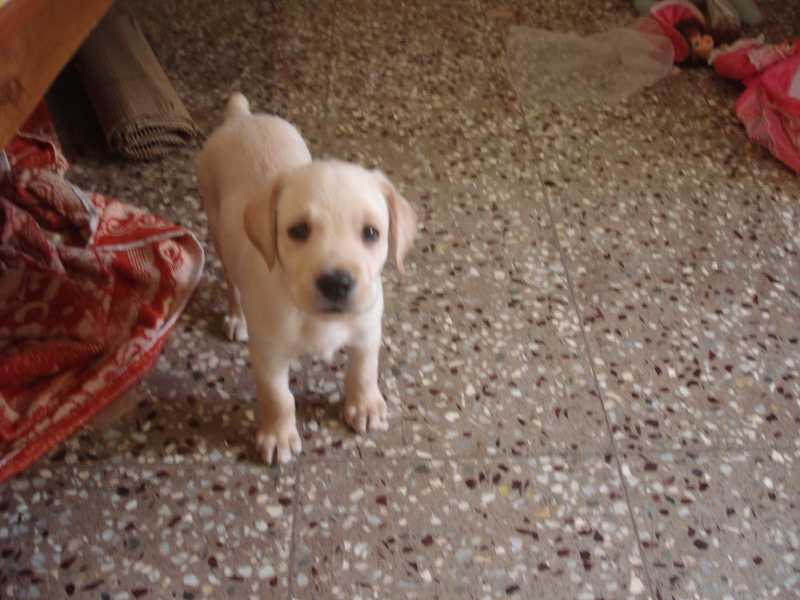 A LETTER FROM SPARKY