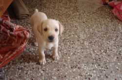 A LETTER FROM SPARKY