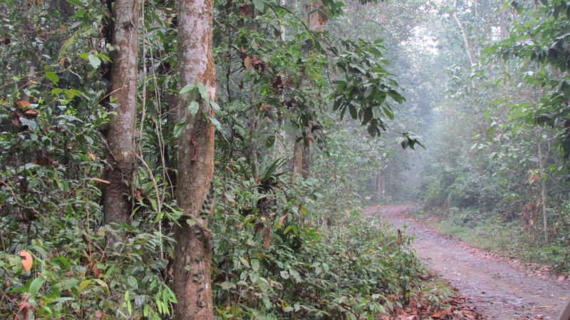 A Local’s Travel Guide To Assam