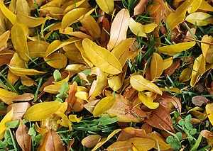 A Lucky 100 Rupee Note