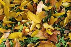 a lucky 100 rupee note