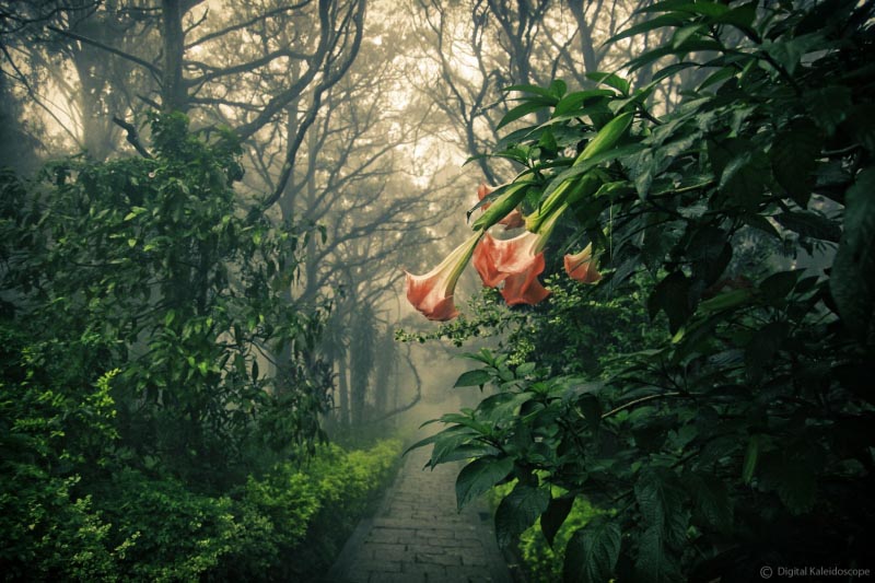 A Misty Morning At Nandi Hills