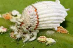 A Perfect Example Of Cloning Gone WRONG????