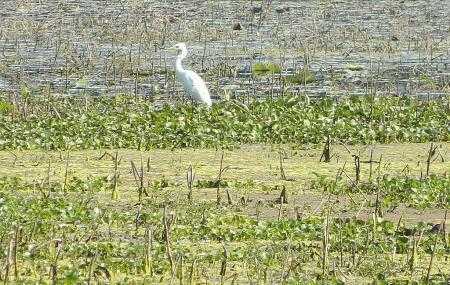 A Picnic At Nawabganj Bird Sanctuary - Beautiful Jaipur