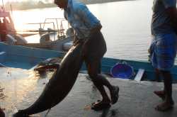 a quest to find an elusive snail