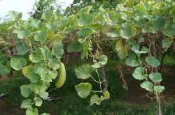 A Slice Of Paradise!