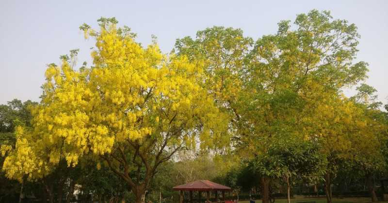 A Small & Beautiful Park In S Block, GK2, Delhi 