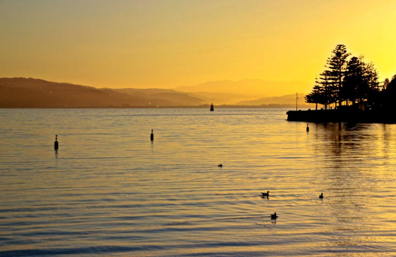 A Sonnet To New Zealand - I Am Not Home