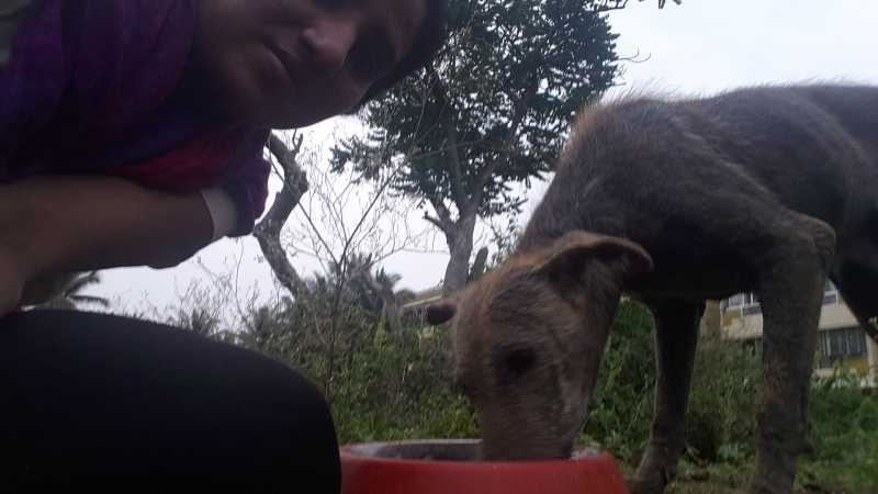 A Street Dog Which Made An Impact In My Life- 