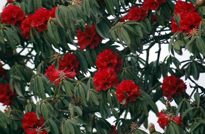 A Trip To Shimla And The “Quieter Shimla” 