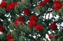 A Trip to Shimla and the “Quieter Shimla” 