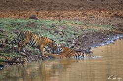 A Tryst With Tigers In TADOBA