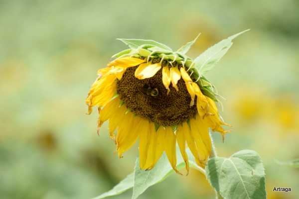 A Tryst With Sunflowers…