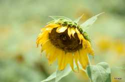A Tryst with Sunflowers…