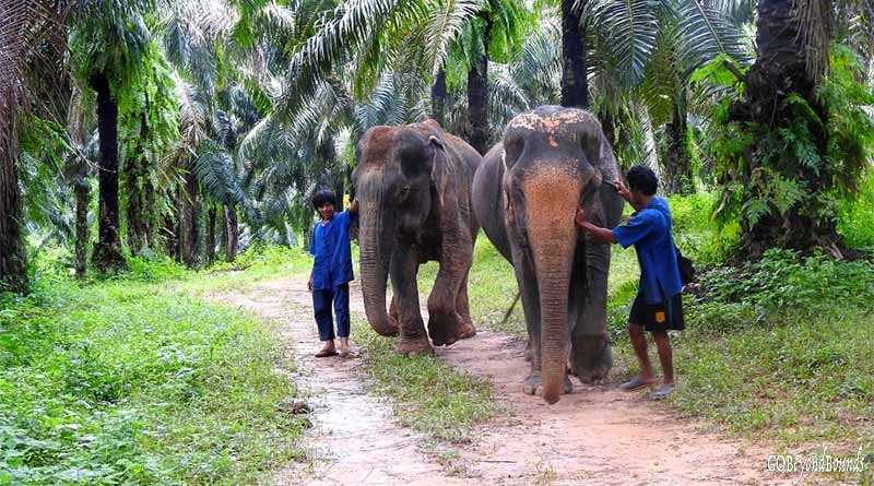A Visit To The Krabi Elephant Sanctuary Thailand - Meeting The Beautiful Giant Animals!