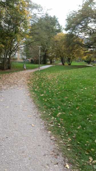 A Walk In The Quiet Woods - Myriad Flavours Of Life