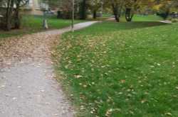 A Walk in the Quiet Woods - Myriad Flavours of Life