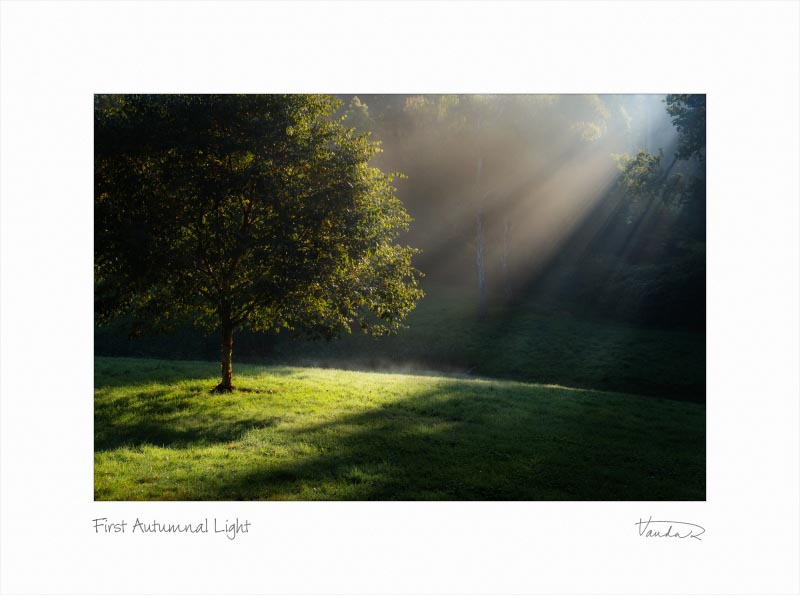 A Walk In The Silent Morning