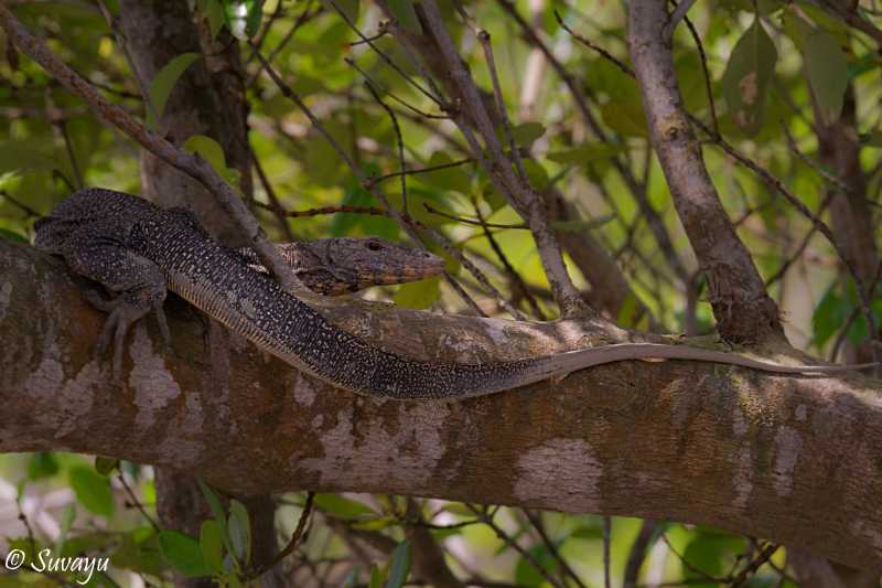 A Weekend Trip Into The Land Of Mangroves