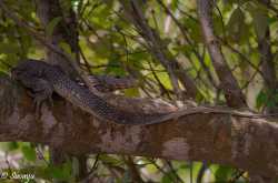 A Weekend Trip into the Land of Mangroves