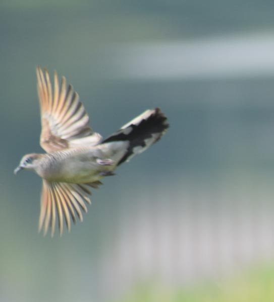 A Winged🐦Zebra, A Jogger🏃 And Me🙋‍♂️