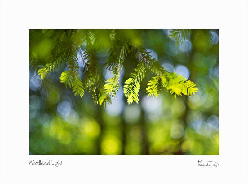 A Woodland Walk With Porst Color Reflex 1.2 50mm UMC X-M G