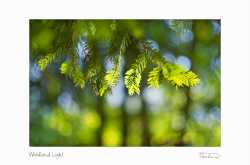 A Woodland Walk with Porst Color Reflex 1.2 50mm UMC X-M G