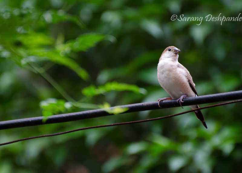 A Beautiful Indian Silver Bill