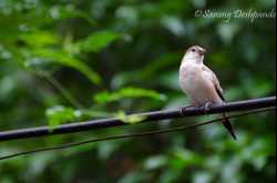 A beautiful Indian Silver Bill