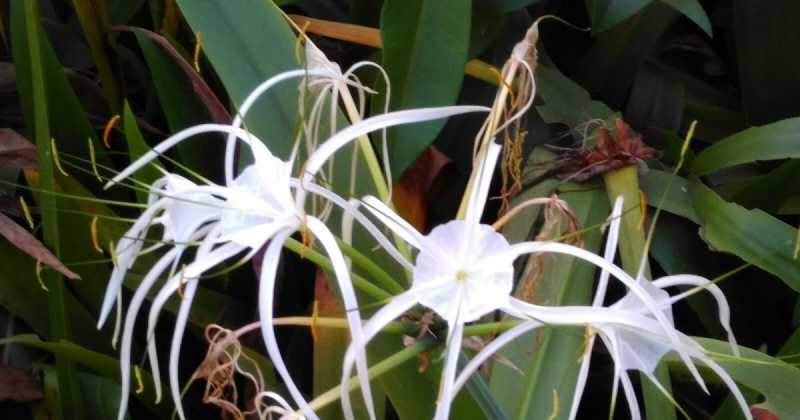 A Beautiful White Flower