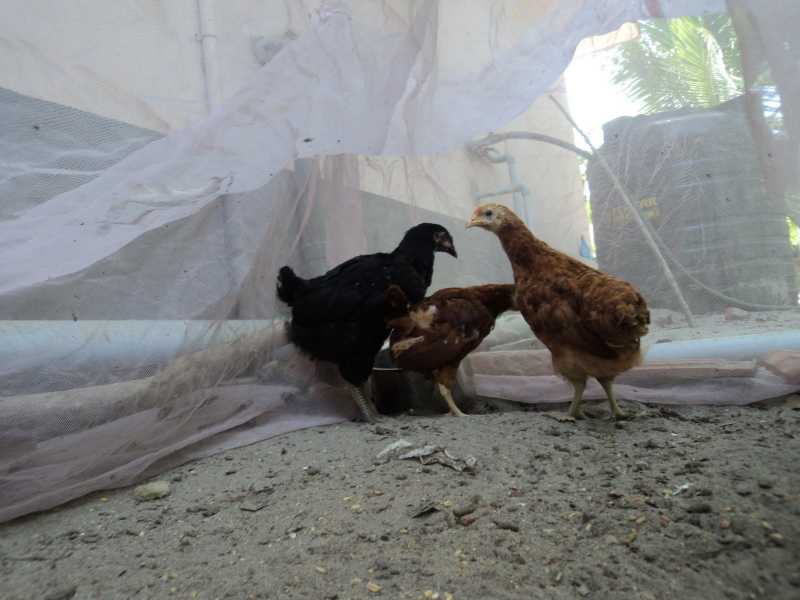 A Bird In The Bush Is Worth Nothing, It Should Stay There.