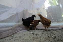 A bird in the bush is worth nothing, it should stay there.