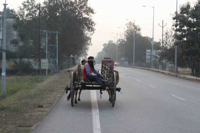A Bullock Cart In The City